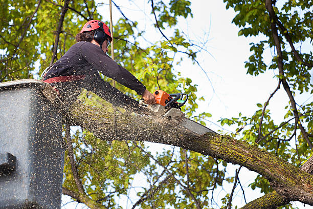 Best Tree Clearing Services  in USA